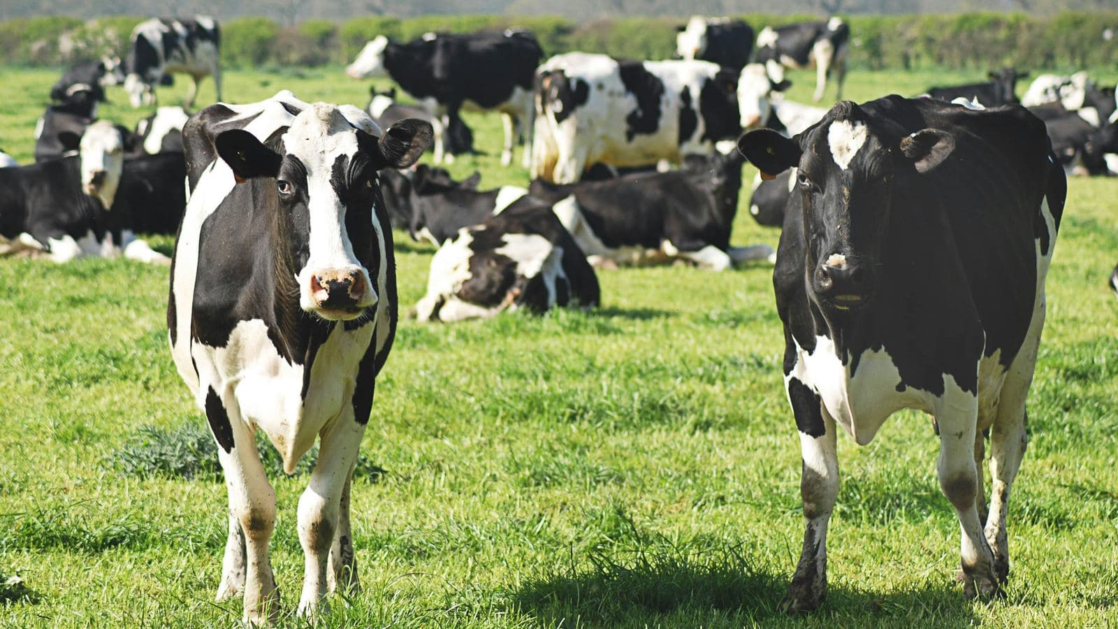 Meat & Milk Trade