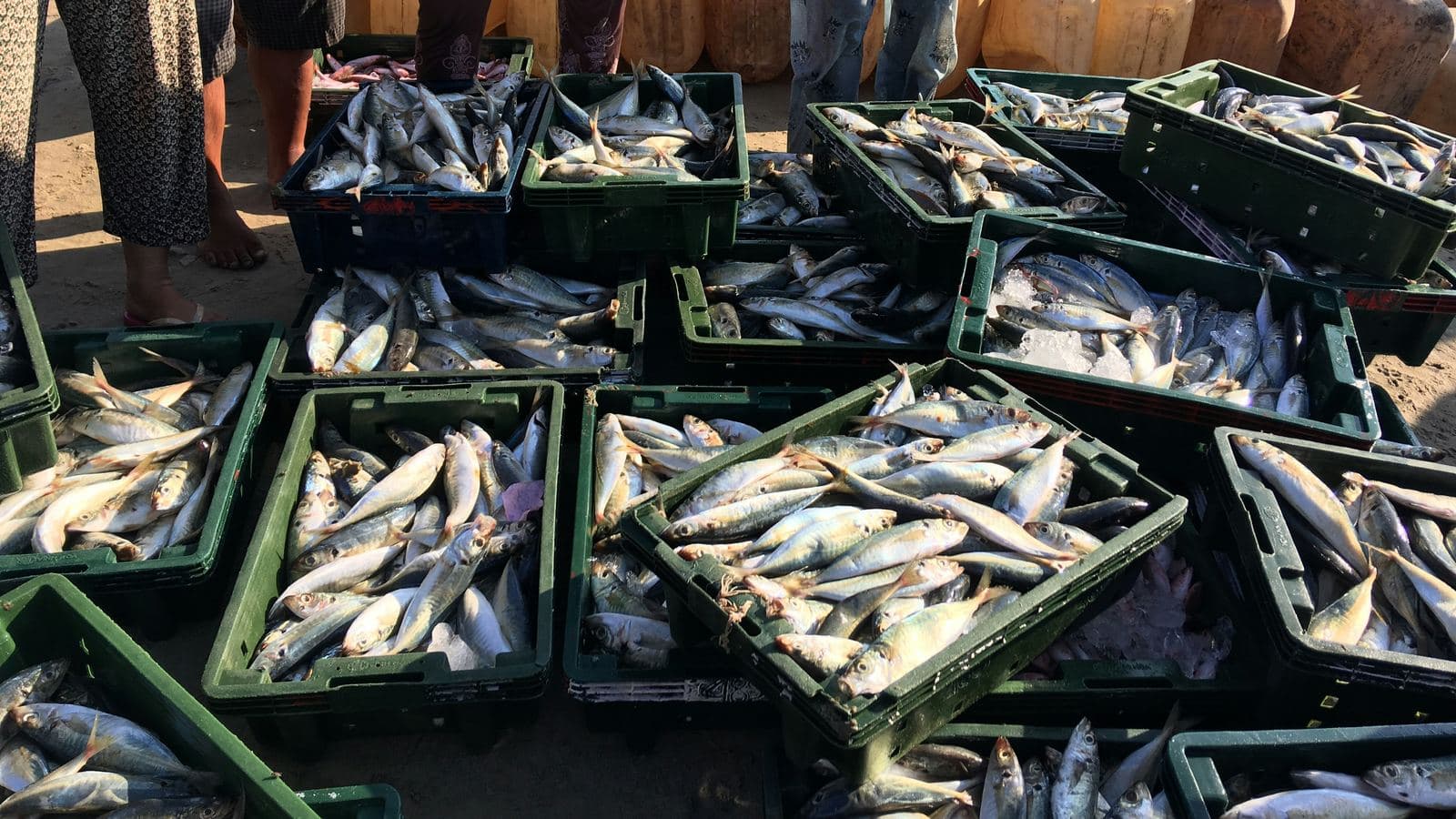 Fish Trade